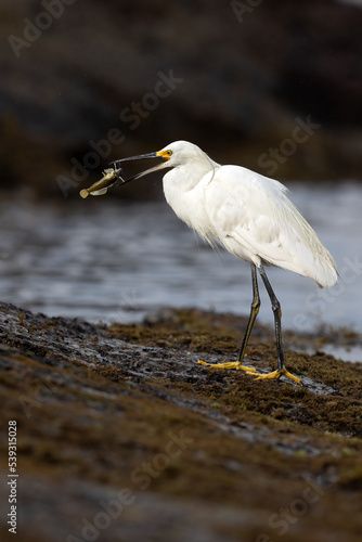 Snowy egret with fish