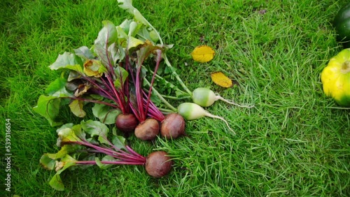Beets and radishes are on lawn. Grown and removed from beds. Autumn time