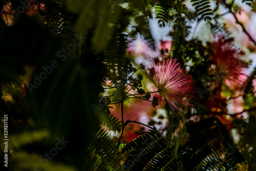 spring flower Albizia julibrissin on a tree on a warm day close-up