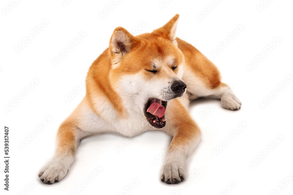  Akita Inu  Dog  Yawning