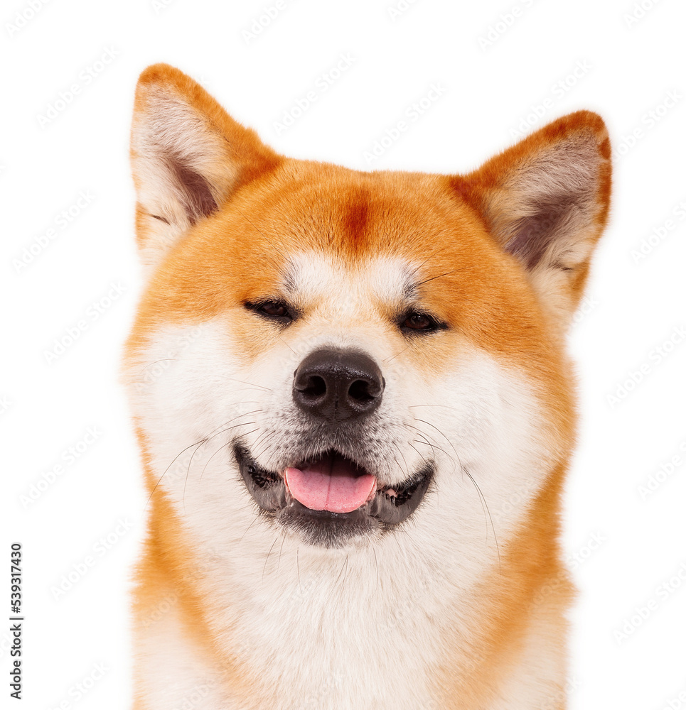  portrait of Akita Inu Japanese dog