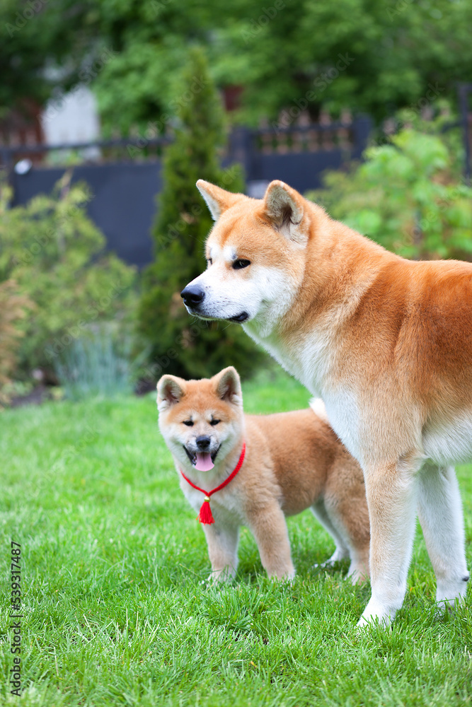 Akita Inu Japanese Dog  with puppy