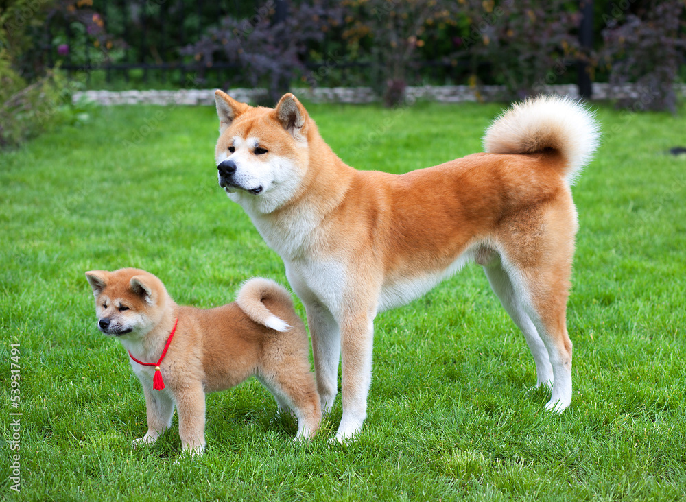  Japanese Akita Inu  dogs father and his son, posing Outdoors