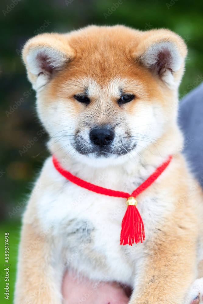  Akita Inu Puppy. Close Up Outdoors