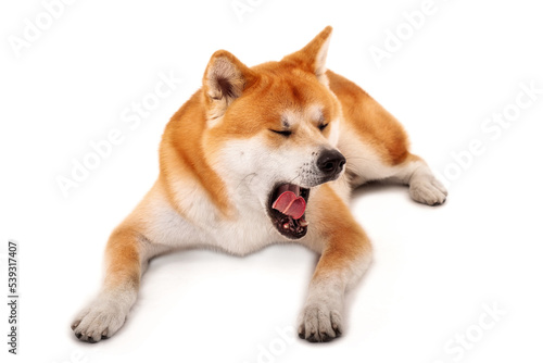  Akita Inu Dog Yawning
