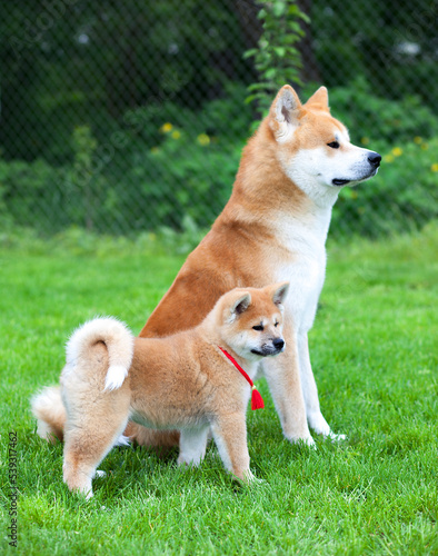  Japanese Akita Inu  dogs father and his son, posing Outdoors