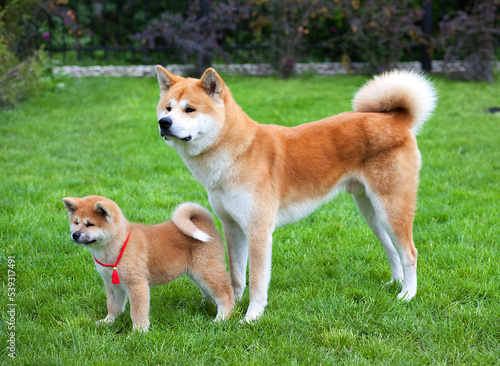  Japanese Akita Inu dogs father and his son, posing Outdoors