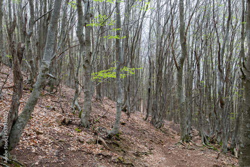 Forest during autumn, with the leaves falling from the trees