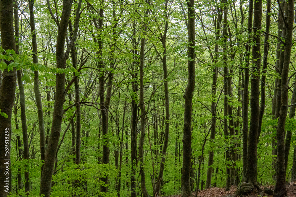 Trees with green leaves in a forest Trees with green leaves in a forest