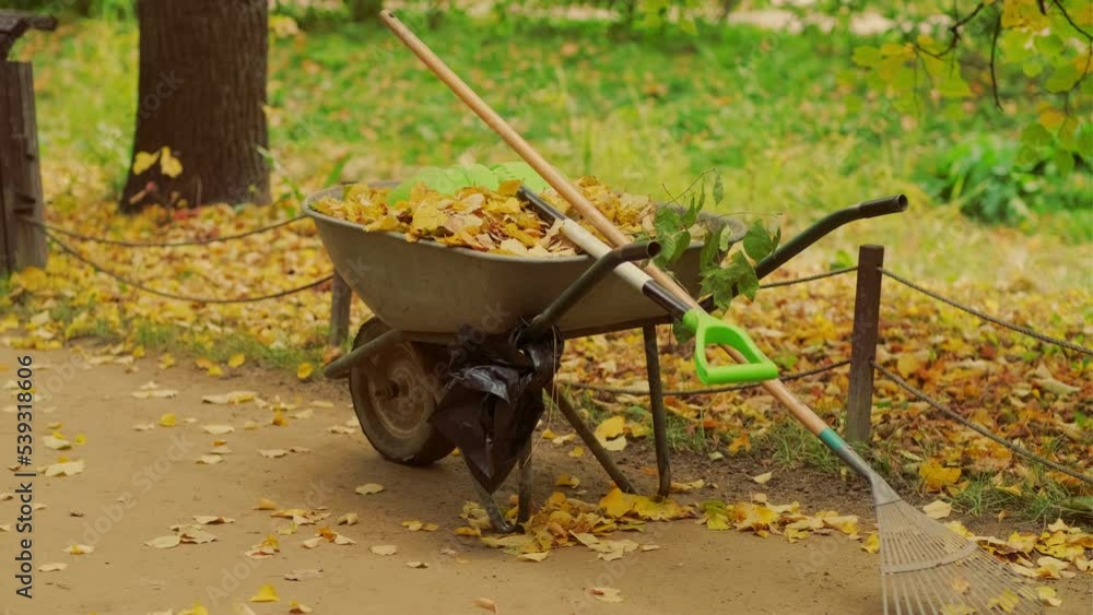 Wheelbarrow with autumn leaves, cleaning tools in park. Full pushcart with fallen leaves, shovel, rake on street in golden autumn. Wheelbarrow with autumn leaves, cleaning tools in park. Full pushcart with fallen leaves, shovel, rake on street in golden autumn.