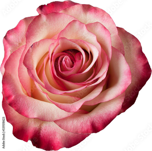 Large rose flower