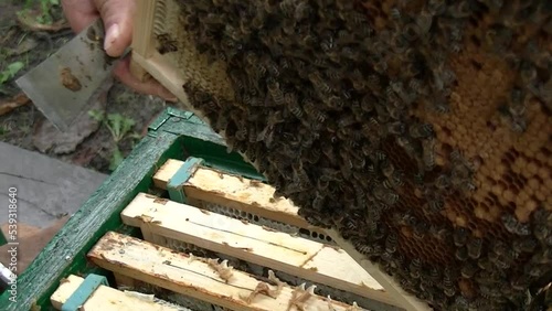 Hodowla pszczół photo
