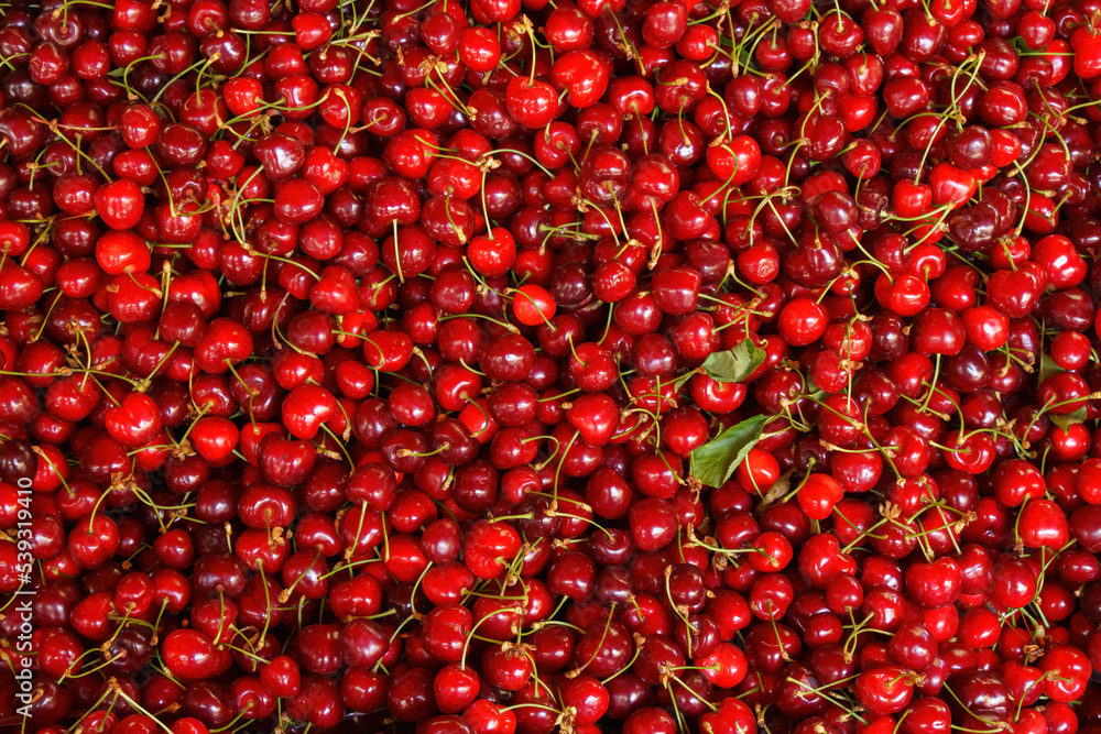 a lot of red ripe cherries in full frame a lot of red ripe cherries in full frame