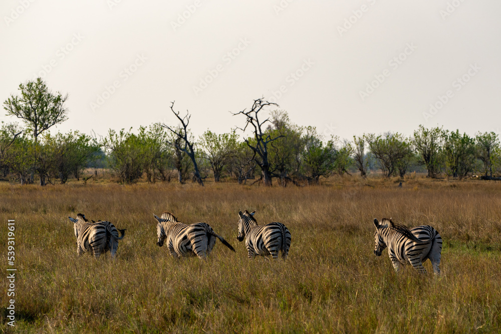 Naklejka premium Okavango Delta 