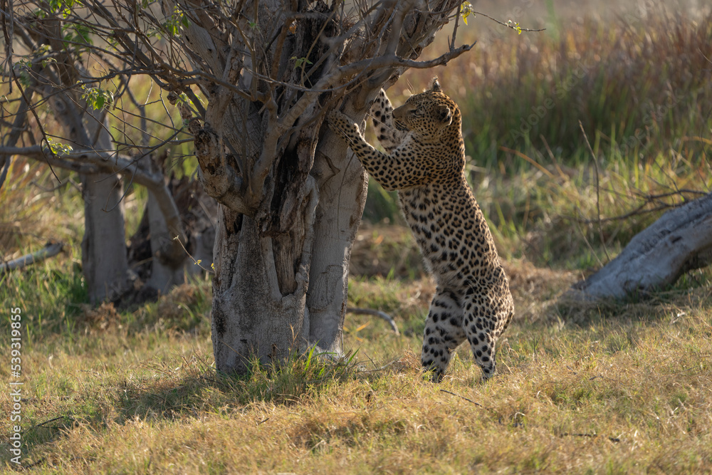 Obraz premium Okavango Delta 