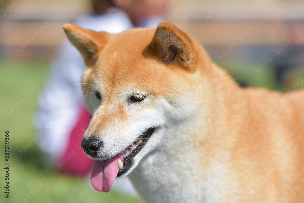 cinnamon colored shiba inu dog playing in garden