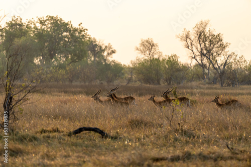 Okavango Delta  Botswana  