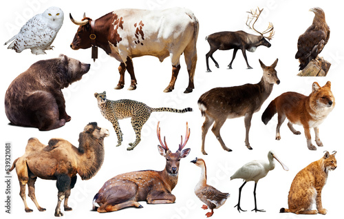 Fototapeta Naklejka Na Ścianę i Meble -  Set of various asian isolated wild animals including birds, mammals, reptiles and insects
