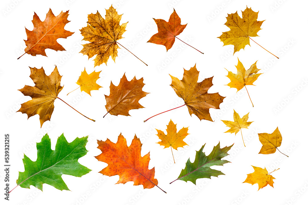 Set of colorful maple leaves isolated on white. Set of colorful maple leaves isolated on white.