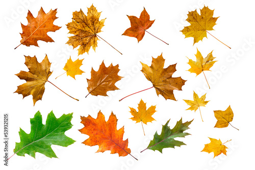 Fotografie, Obraz Set of colorful maple leaves isolated on white.