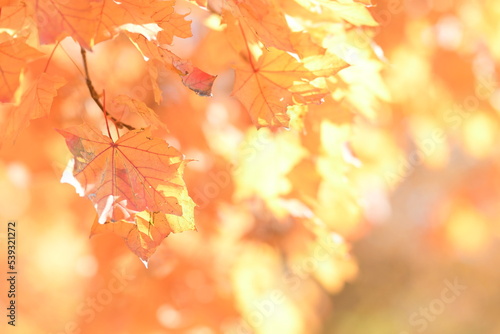Foliage fogliame arancione autunno