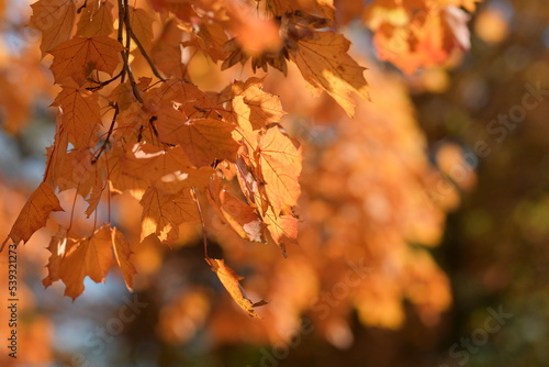 Foglie di alberi in autunno colore arancione