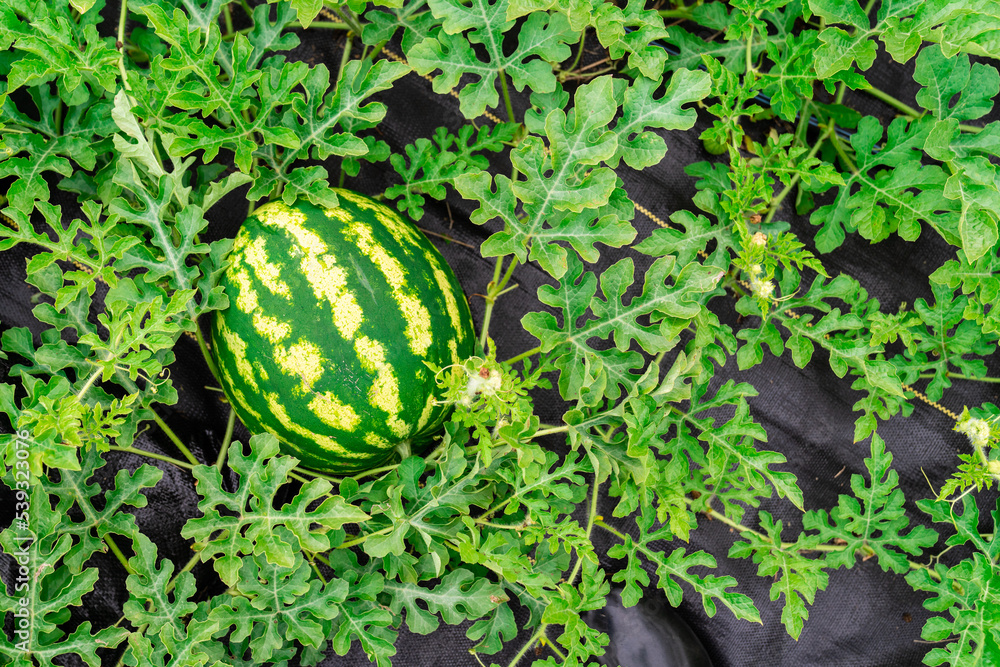 Ripe Watermelon on vine in garden Ripe Watermelon on vine in garden