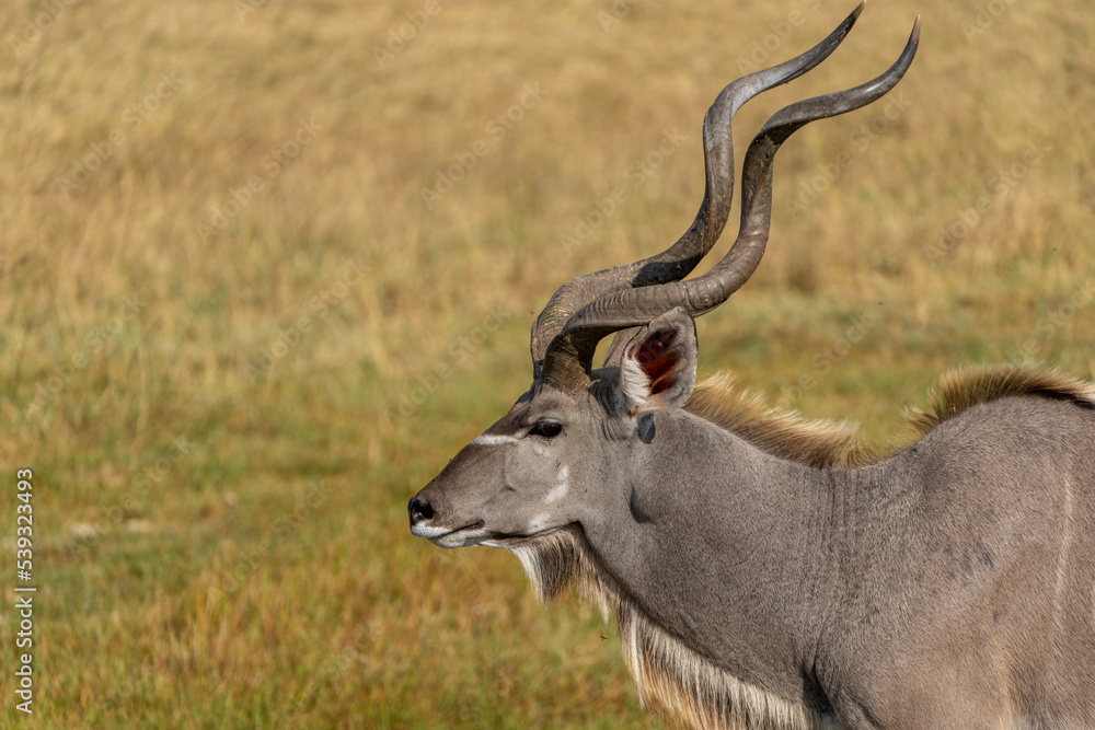 Okavango Delta Okavango Delta