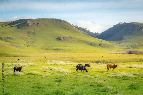 Cows grazing at sunset, Rio Grande do Sul pampa - Southern Brazil