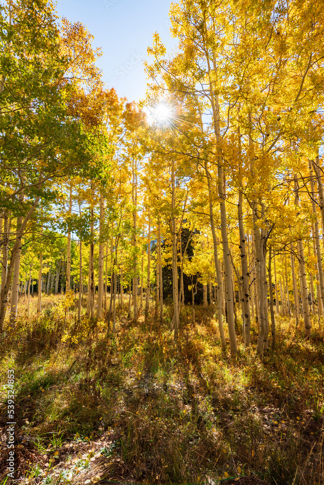 autumn in the forest