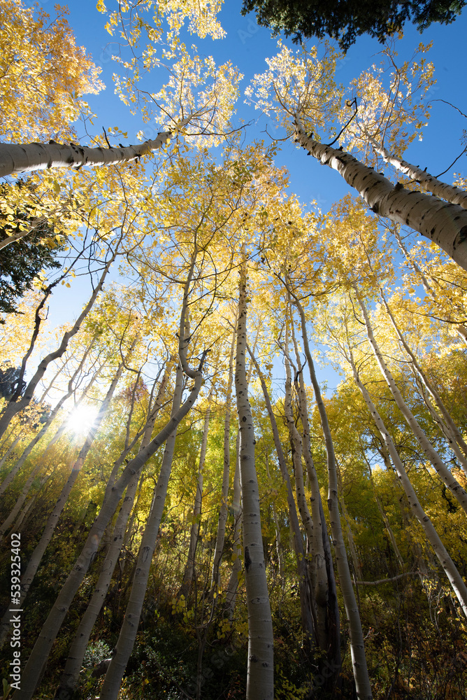 Obraz premium autumn forest in the morning