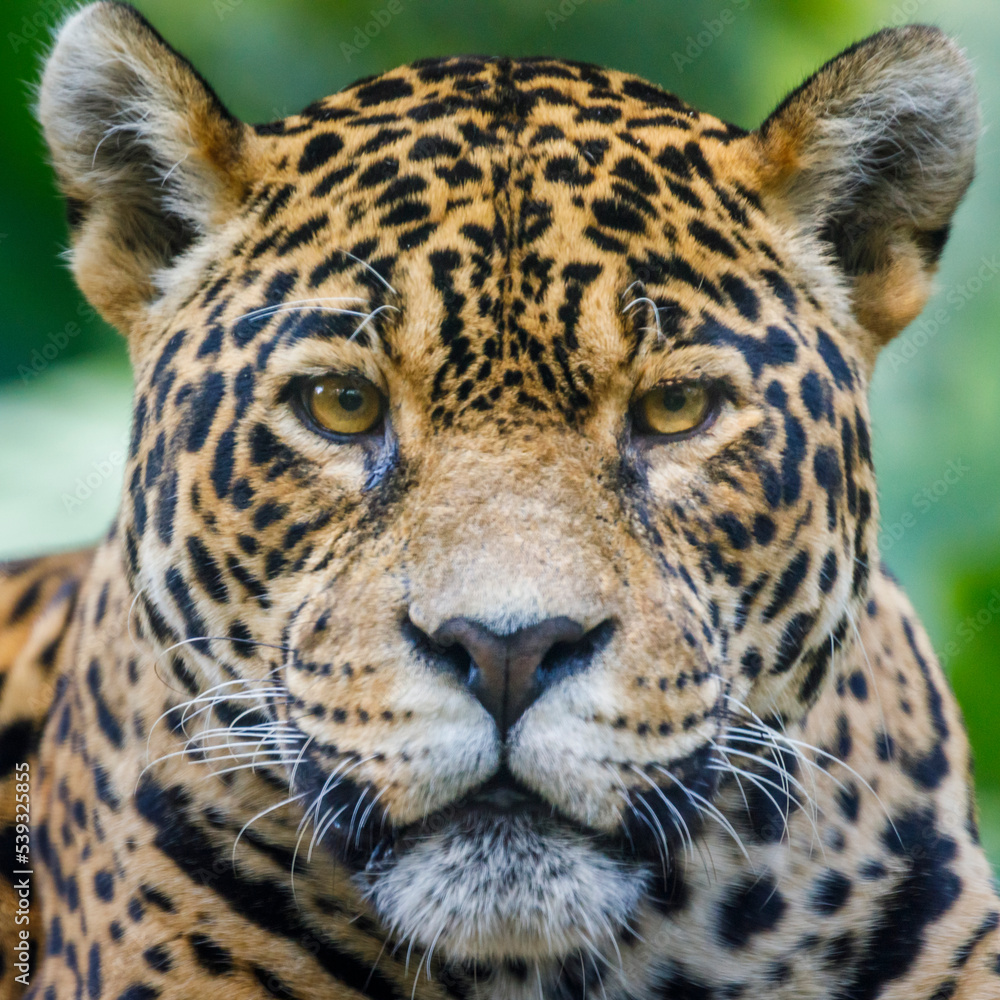 Obraz premium Jaguar Panthera onca, majestic feline looking at camera in Pantanal, Brazil