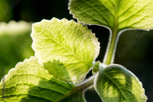 Indian borage leaves on bokeh nature background.