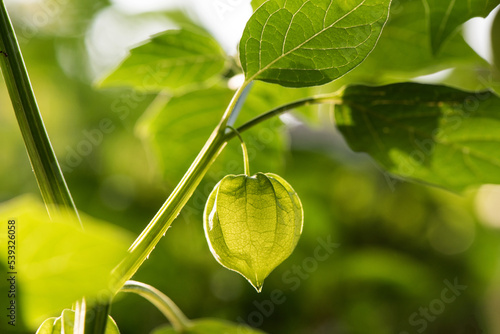 Naklejka Physalis minima fruit on nature background.