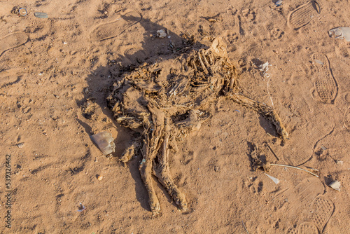 Decomposing dead dog at Tuti island in Khartoum  capital of Sudan
