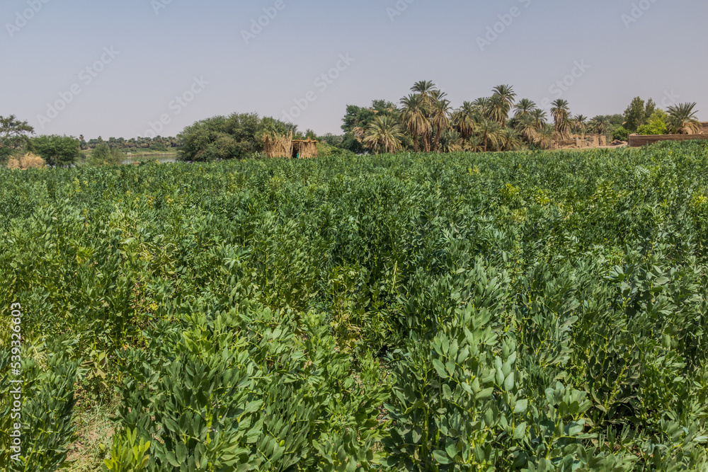 Field of beans in Abri, Sudan
