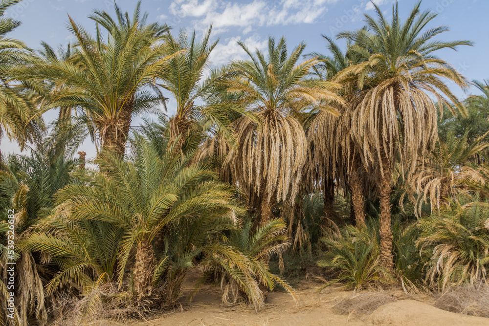 Palms along river Nile near Abri, Sudan Palms along river Nile near Abri, Sudan