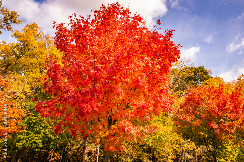 Red leaves changing colors in the fall in a forest in Michigan. A cloud can be seen in the sky in the backdrop as well as a forest of other fall colors Red leaves changing colors in the fall in a forest in Michigan. A cloud can be seen in the sky in the backdrop as well as a forest of other fall colors