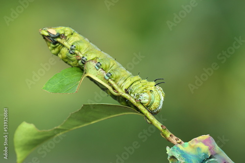 green caterpillar on a wooden branch on a green background