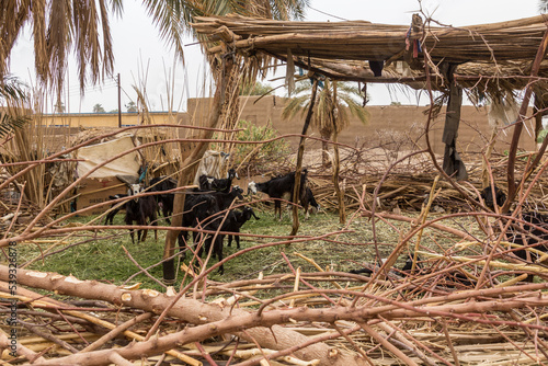 Sheep enclosure in a Nubian village on a sandy island in the river Nile near Abri, Sudan photo