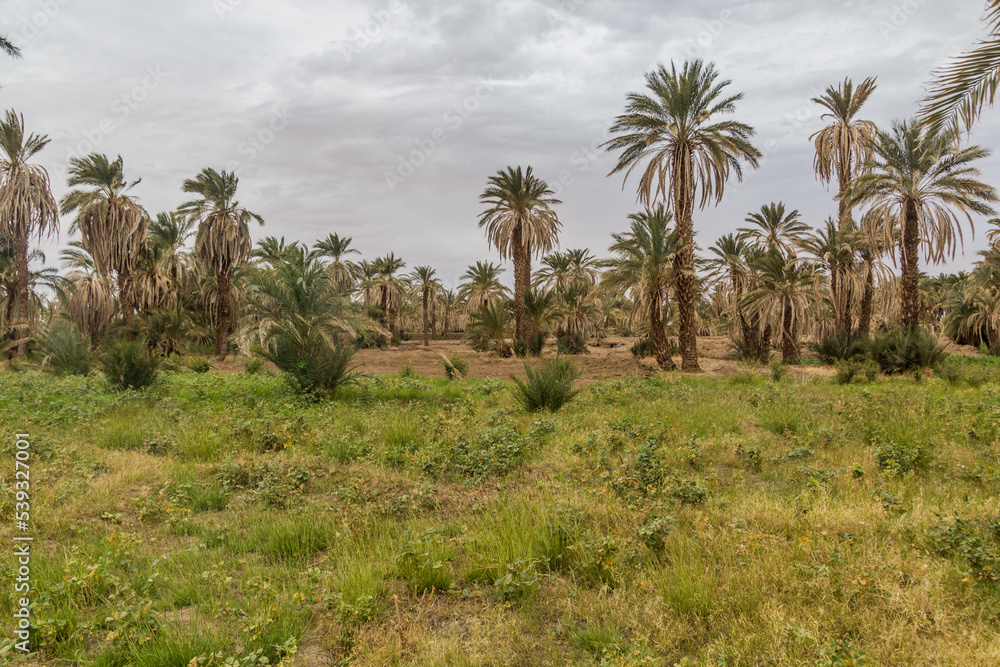 Lush landscape by the river Nile in Sudan