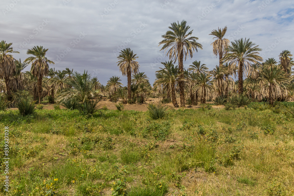 Lush landscape by the river Nile in Sudan Lush landscape by the river Nile in Sudan