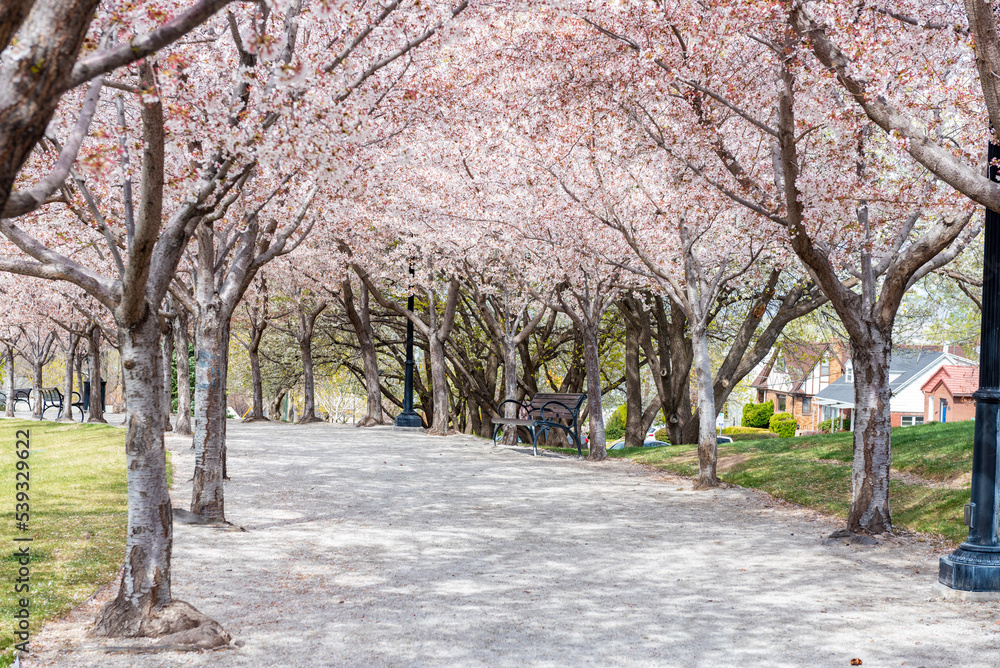 spring in the park