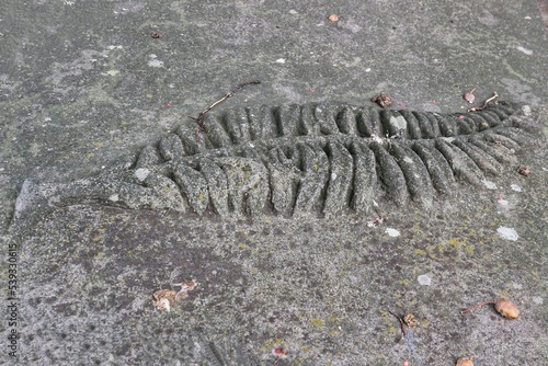 An image of a leaf carved on an old stone tombstone in the Evangelical cemeteries in Lowicz. photo