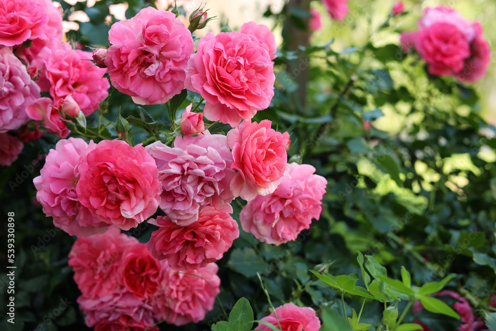 Closeup view of beautiful blooming rose bush outdoors on summer day Closeup view of beautiful blooming rose bush outdoors on summer day