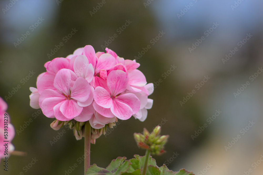 Fototapeta premium flores rosadas con fondo bokeh verde, pasto y hojas