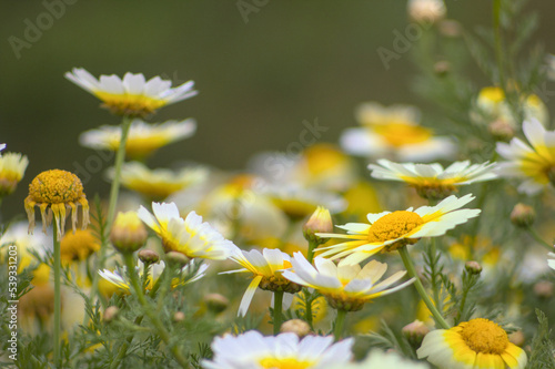 margritas o flores blancas de fondo verde