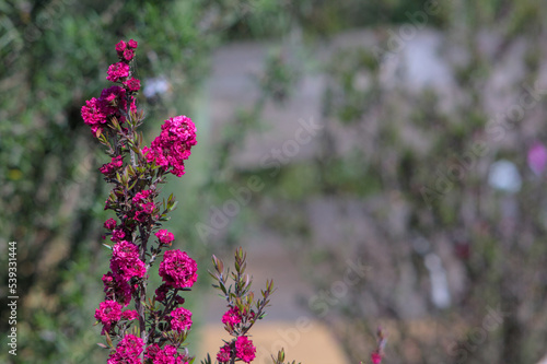 bellas flores fucsias de arbol
