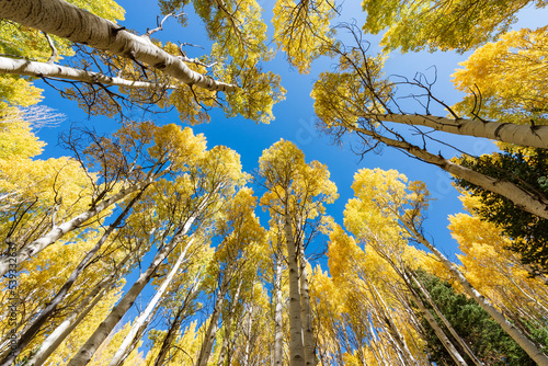 autumn leaves against blue sky