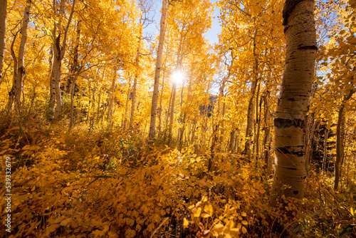 autumn in the forest